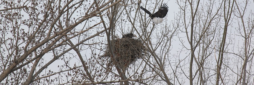 Eagle nest