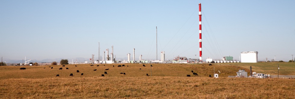 Cattle near industrial site