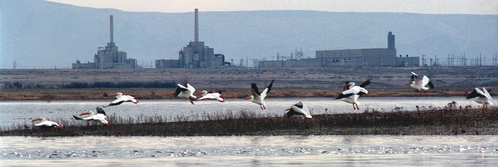 Pelicans