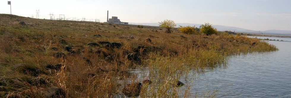 Riparian zone