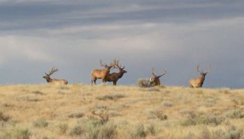 Conducting aerial surveys to document bull and cow herds 