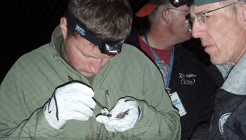 Surveying buildings for priority habitats and species, including the pallid bat