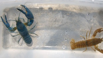 Gathering baseline information on crayfish to understand potential impacts to aquatic ecosystems