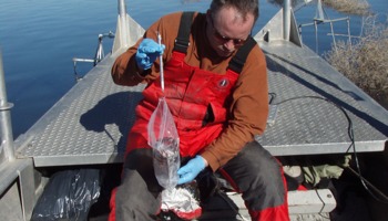 Sampling sculpin to assess contaminants in the Columbia River