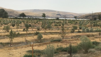 Restoration of Central Ferry Habitat Management Unit