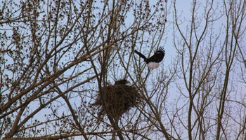 Conducting annual wintering bald eagle surveys