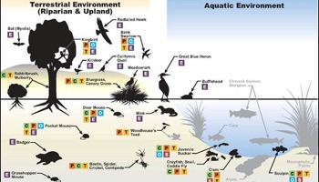 Identifying exposure pathways and identifying species to assess using an Eco guild diagram