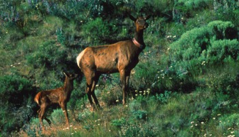 Monitoring Rocky Mountain elk to help document possible changes in elk use patterns 