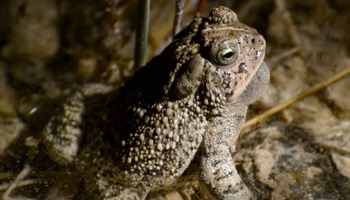 Conducting anuran surveys to document population status and protect sensitive breeding areas 