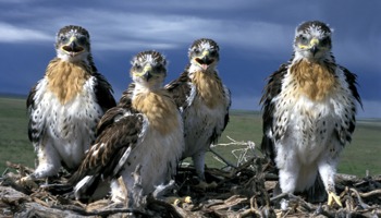 Evaluating populations and habitat quality of special status avian species such as ferruginous hawks