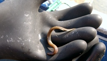 Assessing larval Pacific lamprey, a federal species of concern, to better understand its biology