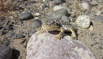 Measuring individual and population samples of lizards to assess risk