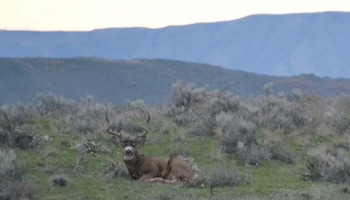 Performing roadside mule deer surveys to assess age, sex ratios, and abnormalities