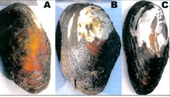 Mussel species observed along the Hanford Reach during 2004