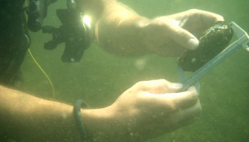 Collecting mussels and measuring shell lengths to determine possible demographical trends