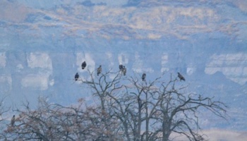 Determining the numbers of eagles present at night roosts