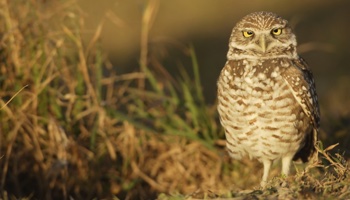 Monitoring state-listed burrowing owls