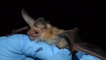 Classifying bats to assist in developing mitigation to maintain viability of colony 