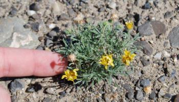 Monitoring state sensitive species to determine distribution and vigor and assess changes over time