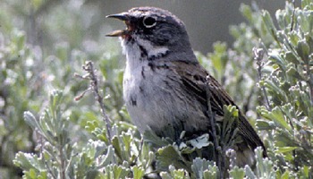 Monitoring declining sagebrush habitat and shrub-dependent species, including sage sparrows 