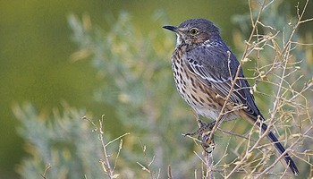 Evaluating populations of special status species and their habitat quality according with federal and state regulations