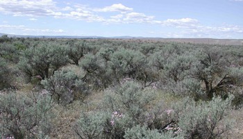 Documenting rare species and habitats in the shrub-steppe ecosystem