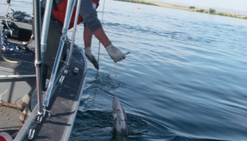 Sampling sturgeon to assess condition and risk to the public from consuming this species