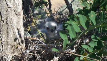 Protecting federally threatened and endangered hawks 