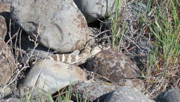 Surveying and mapping known and potential snake hibernacula locations