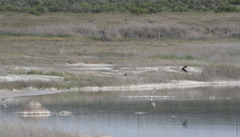 Documenting species presence and habitat use at West Lake