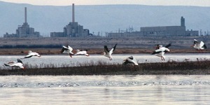 pelicans