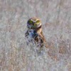 Assessing the Status of Burrowing Owl Populations and Burrow Locations