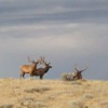 Documenting Rocky Mountain Elk Use Areas and Relative Abundance