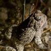 Monitoring Washington State-Listed Frogs and Toads