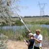 Surveying nesting species of insect-eating birds