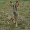 Assessing the Status and Distribution of Black-Tailed Jackrabbits