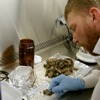 Preparing sculpin for analysis