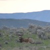 Assessing mule deer