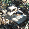 Assessing the status of sagebrush-obligate birds