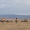 Re-planting sagebrush as part of a mitigation plan