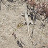 Monitoring sagebrush-obligate lizards