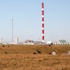 Cattle near industrial site