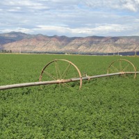 Alfalfa field