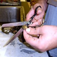 Asiatic clam study