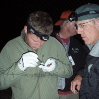 Bat survey