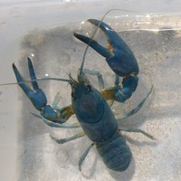 Blue crayfish