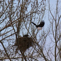 Eagle nest