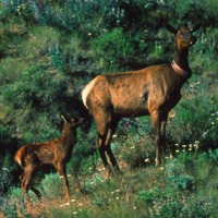 Elk cow and calf