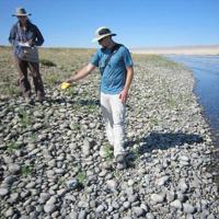 Surveying rare plants along the Hanford Reach