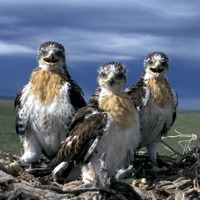 Hawk chicks